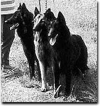 Amara, Djoyce und Djill vom Schwarzen Ulan 