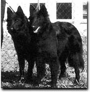 links Bonita rechts Bonsai vom Schwarzen Ulan  