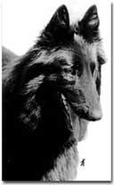 Eve vom Schwarzen Ulan - Nat. Champion, Klubsieger 95 & 96 / Mutter von Happy, Hanna & Ornella