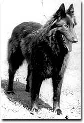 Ch. Eve vom Schwarzen Ulan 