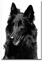 s.r. Happy vom Schwarzen Ulan - Nat. & Internationaler Champion - IPO3
