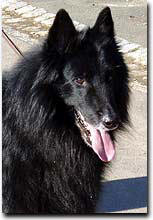 Kenzo vom Schwarzen Ulan mit 9,5 Jahren