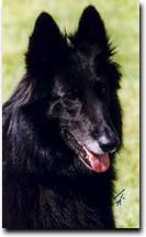 K�nera vom Schwarzen Ulan  / CACIB - Obedience 1