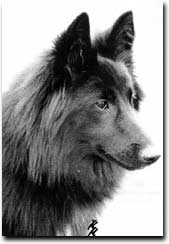 Lady - Cheyenne vom Schwarzen Ulan