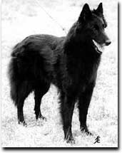 s.r. Ch. nat. & int. Happy vom Schwarzen Ulan / IPO 3